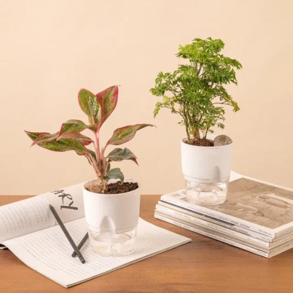 Vaso de Plantas Autosuficiente [COMPRE 1 LEVE 2]