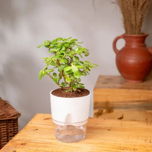 Vaso de Plantas Autosuficiente [COMPRE 1 LEVE 2]