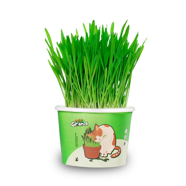 Graminha Para Gatos Mister Grama [COMPRE 1 LEVE 2]